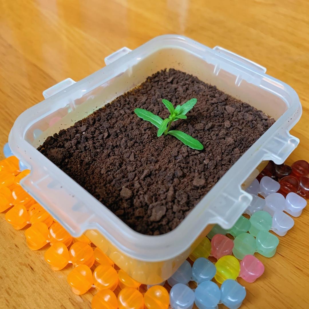 芒果慕斯杯盆栽