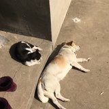 漂着的沙砾