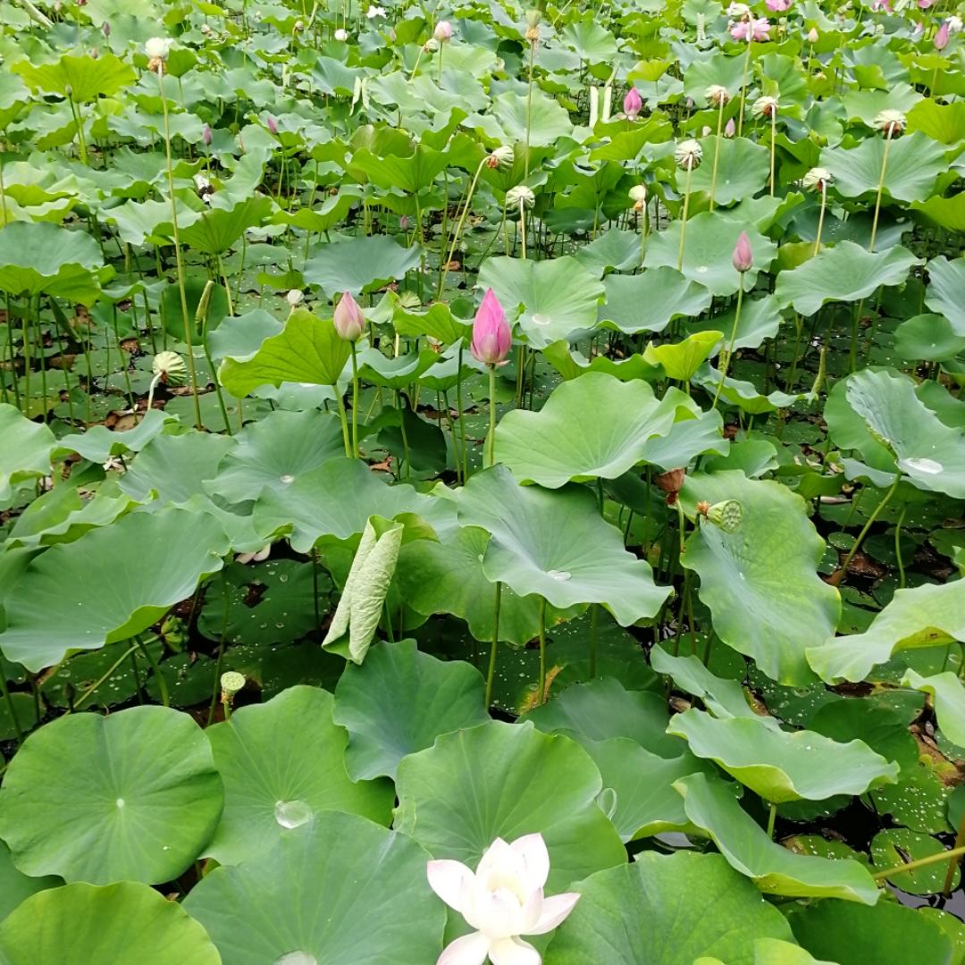 心语美食的厨房