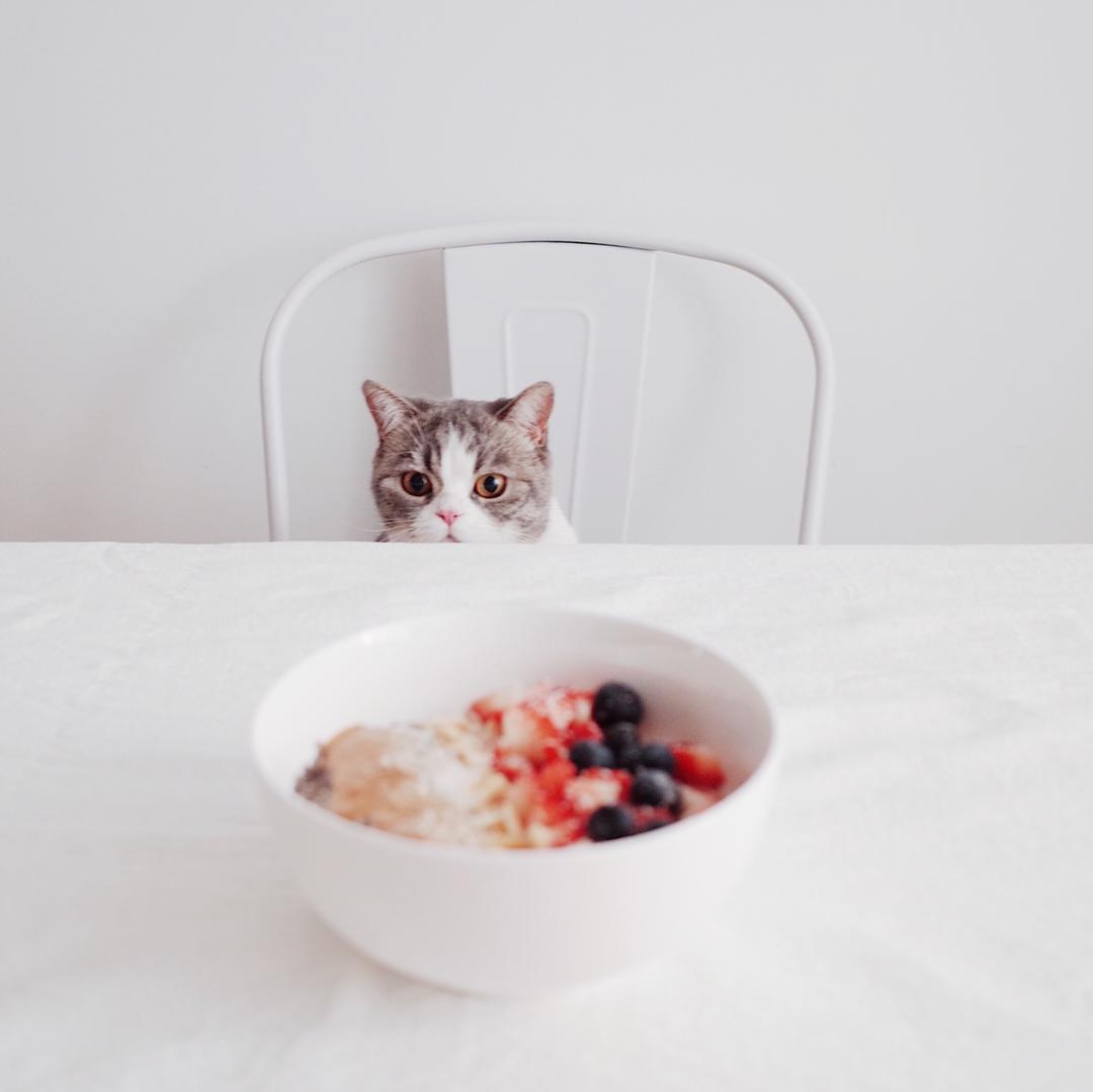 多口味牛奶钢切早餐燕麦粥丨健康·三餐