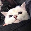 子呼