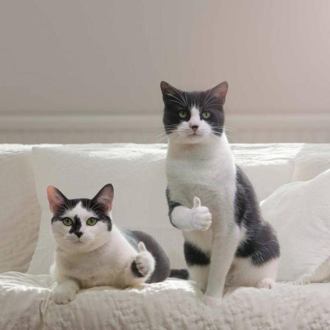 爱做菜的二狗子