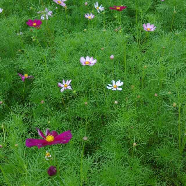 风信花的厨房