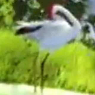 手机用户2752_casx