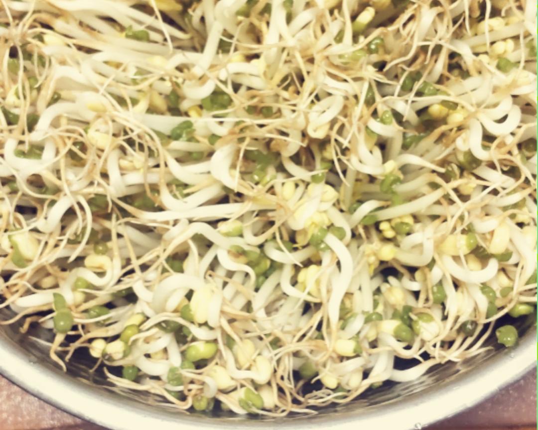 生绿豆芽的做法
