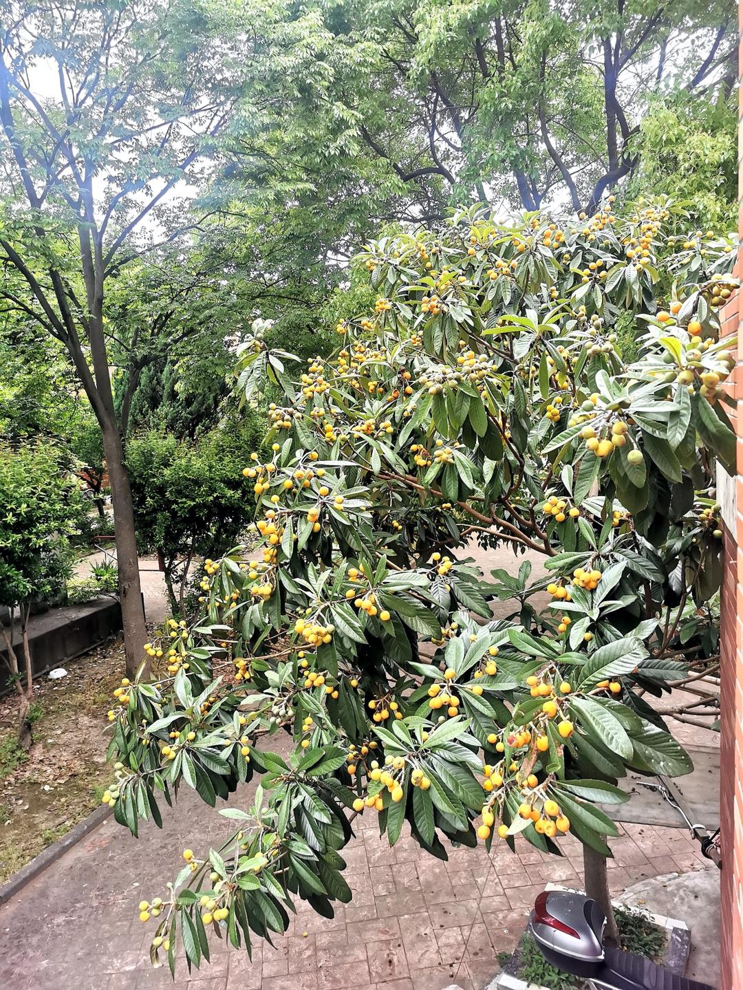 自制枇杷膏