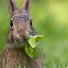 土豆兔兔妞