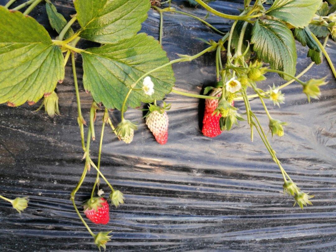 【牛奶鸡蛋早餐软饼】的做法