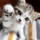 德国双立人--婷宝