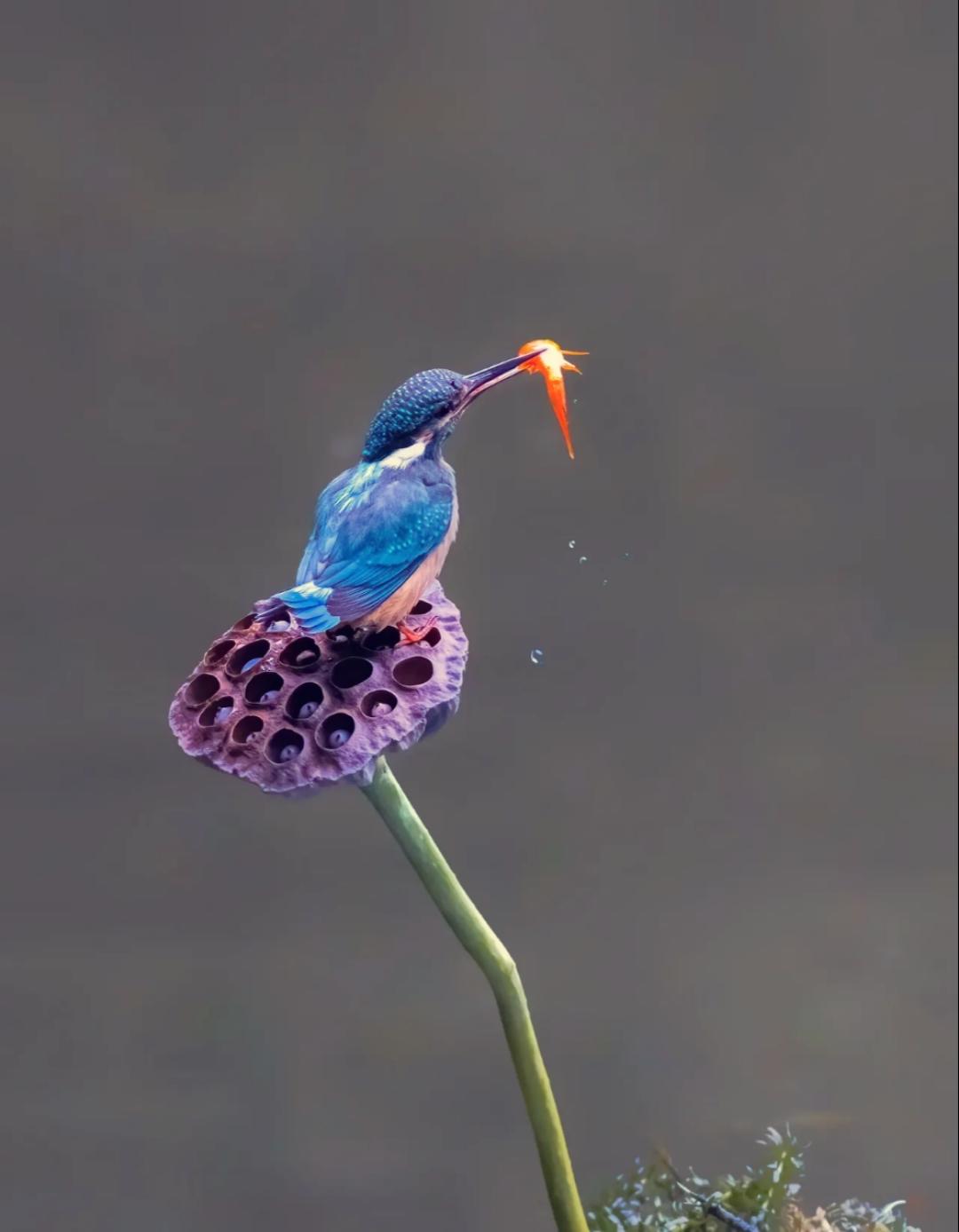 下厨房用户_v9efg