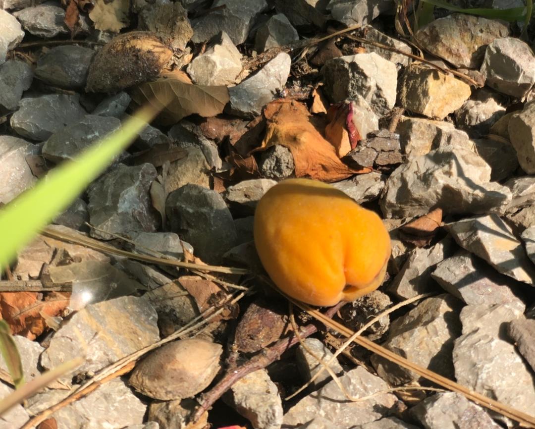 在自家院子里种菜