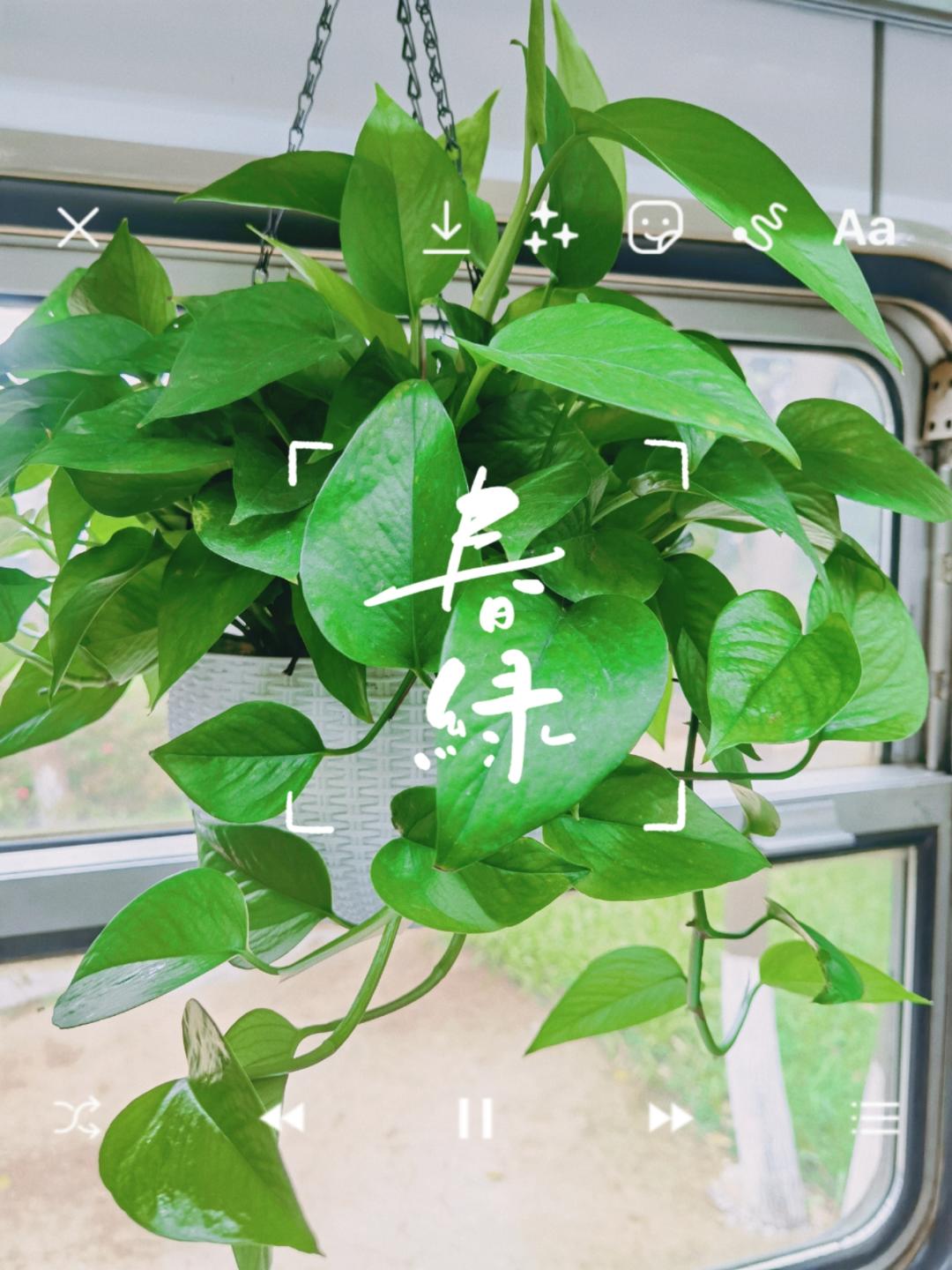 星醉紫烟