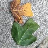 寒江独钓BBM