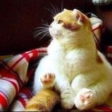 花痴大脸猫不爱吃鱼