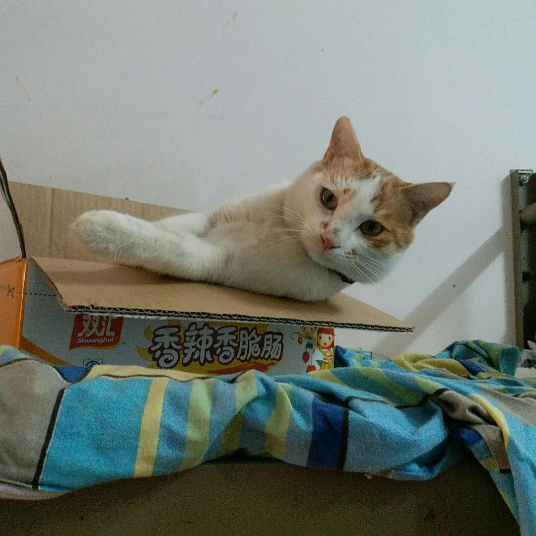 猫饲料