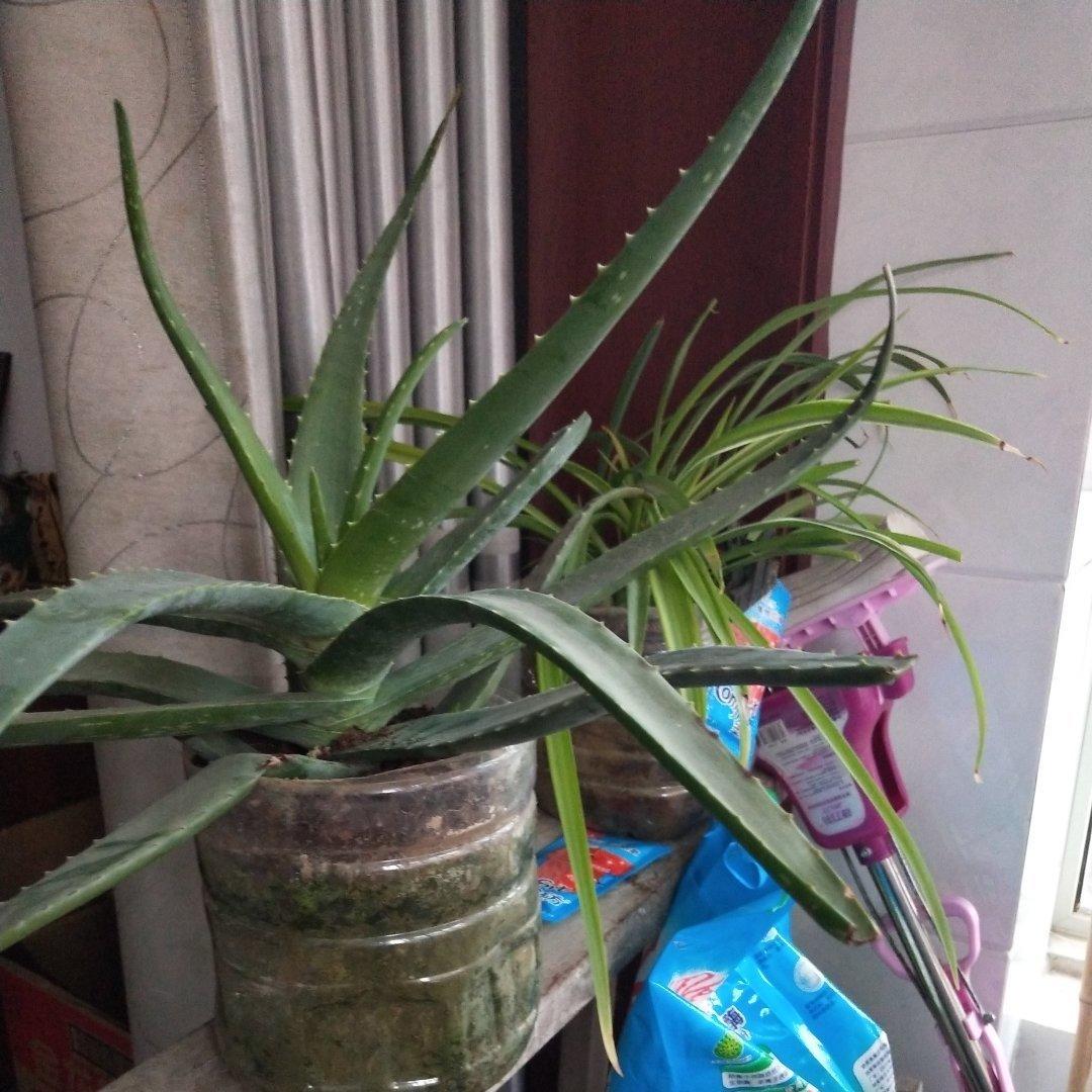 芦荟红茶