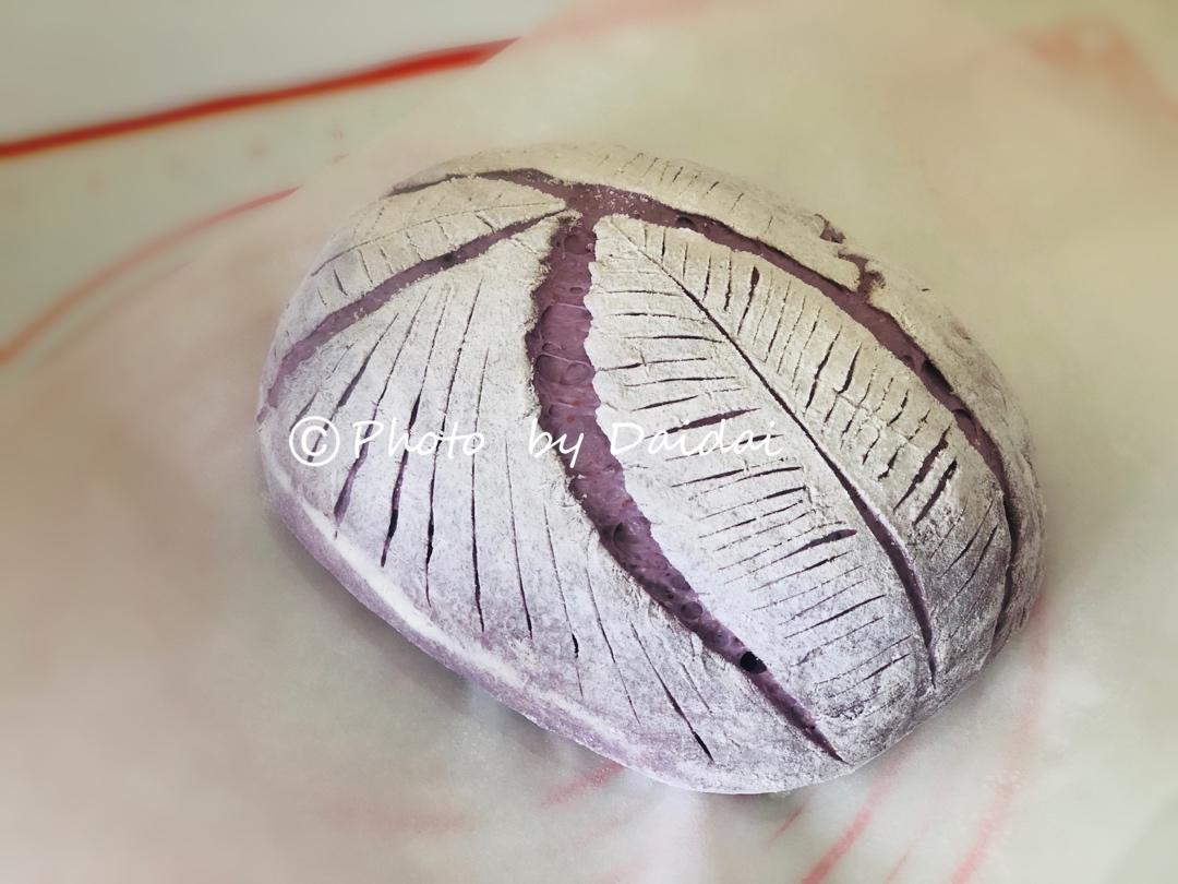 欧包 波兰种 割包视频