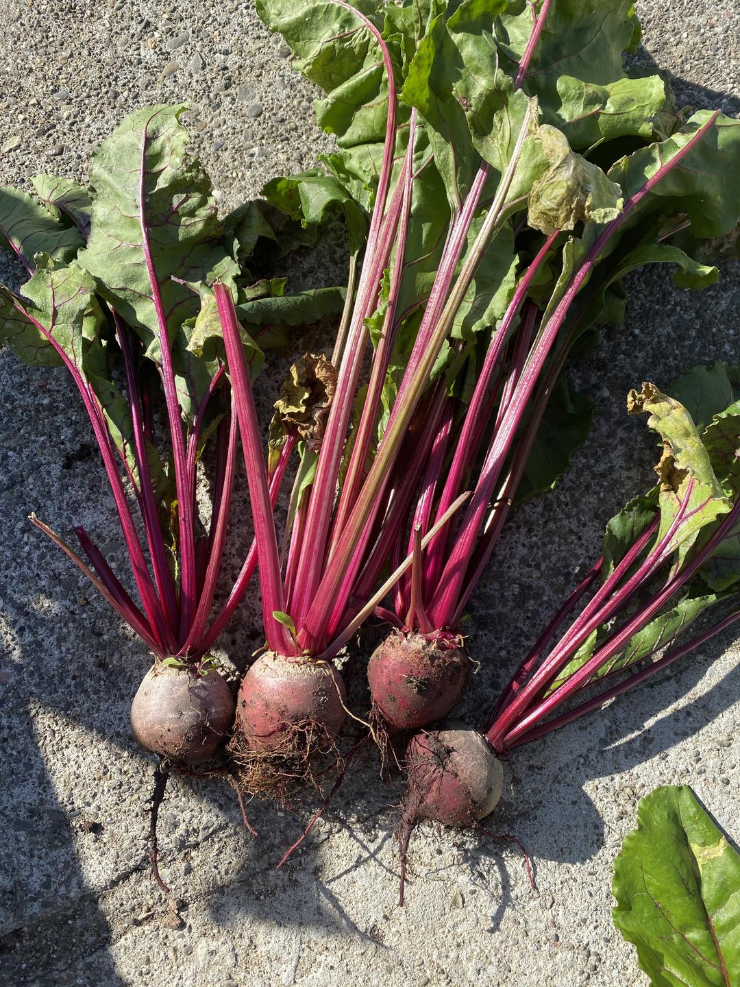 健康的甜菜根沙拉的做法步骤图 怎么做好吃 咖啡家的烘焙 下厨房