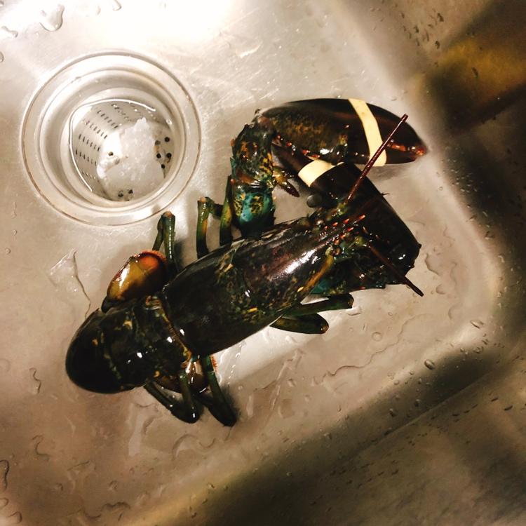 清蒸波士顿龙虾