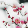 英子_g3da