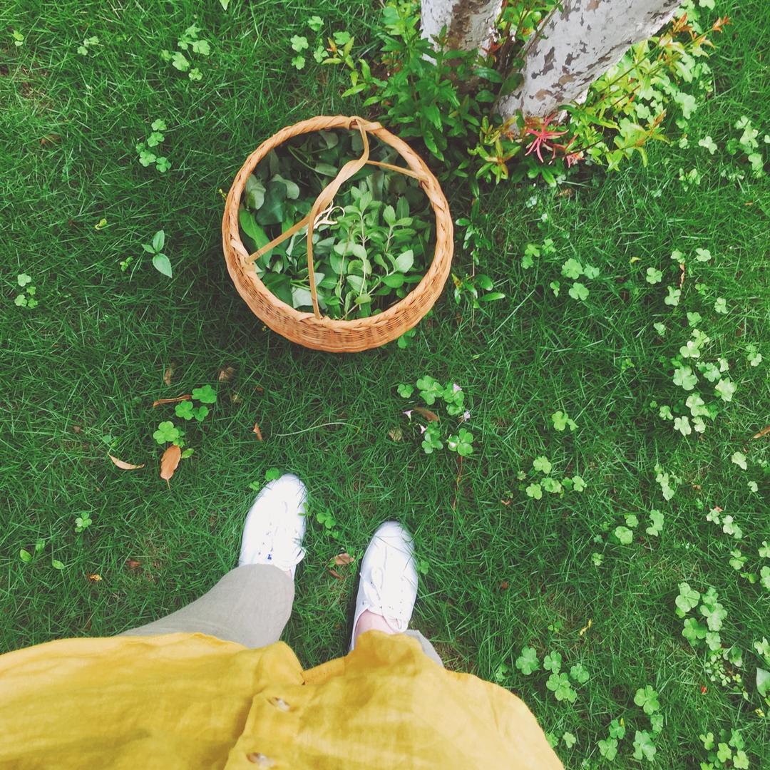 薄荷种植手册，如何把你的薄荷养到爆盆