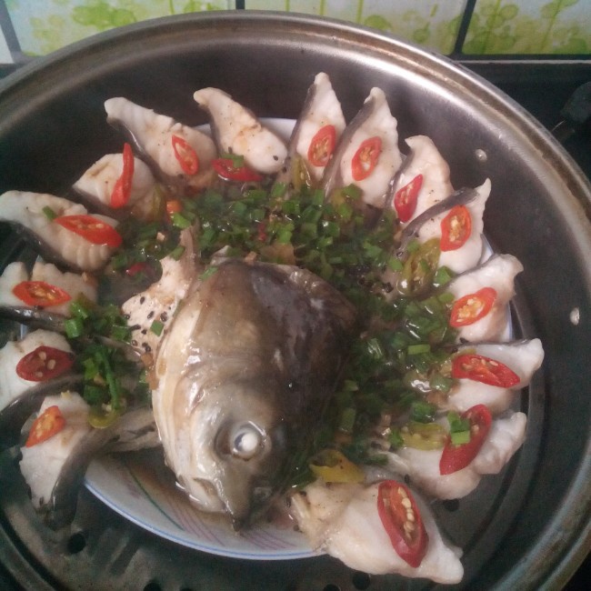 孔雀开屏鱼