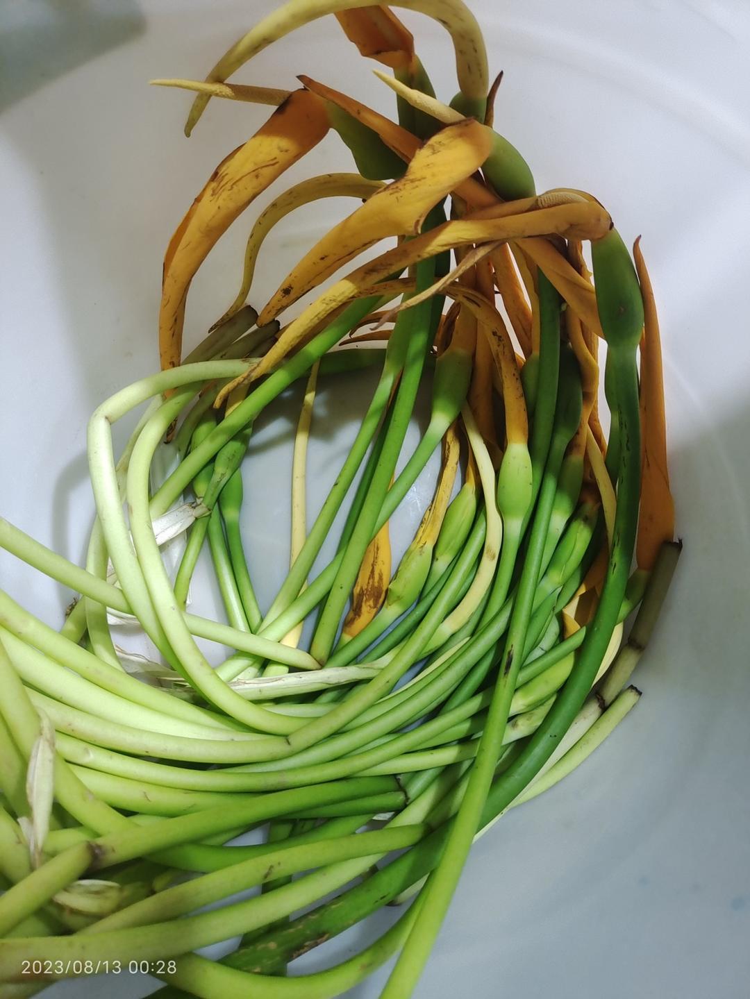 不麻嘴巴的芋花花