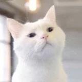 玩泥巴的肥猫猫