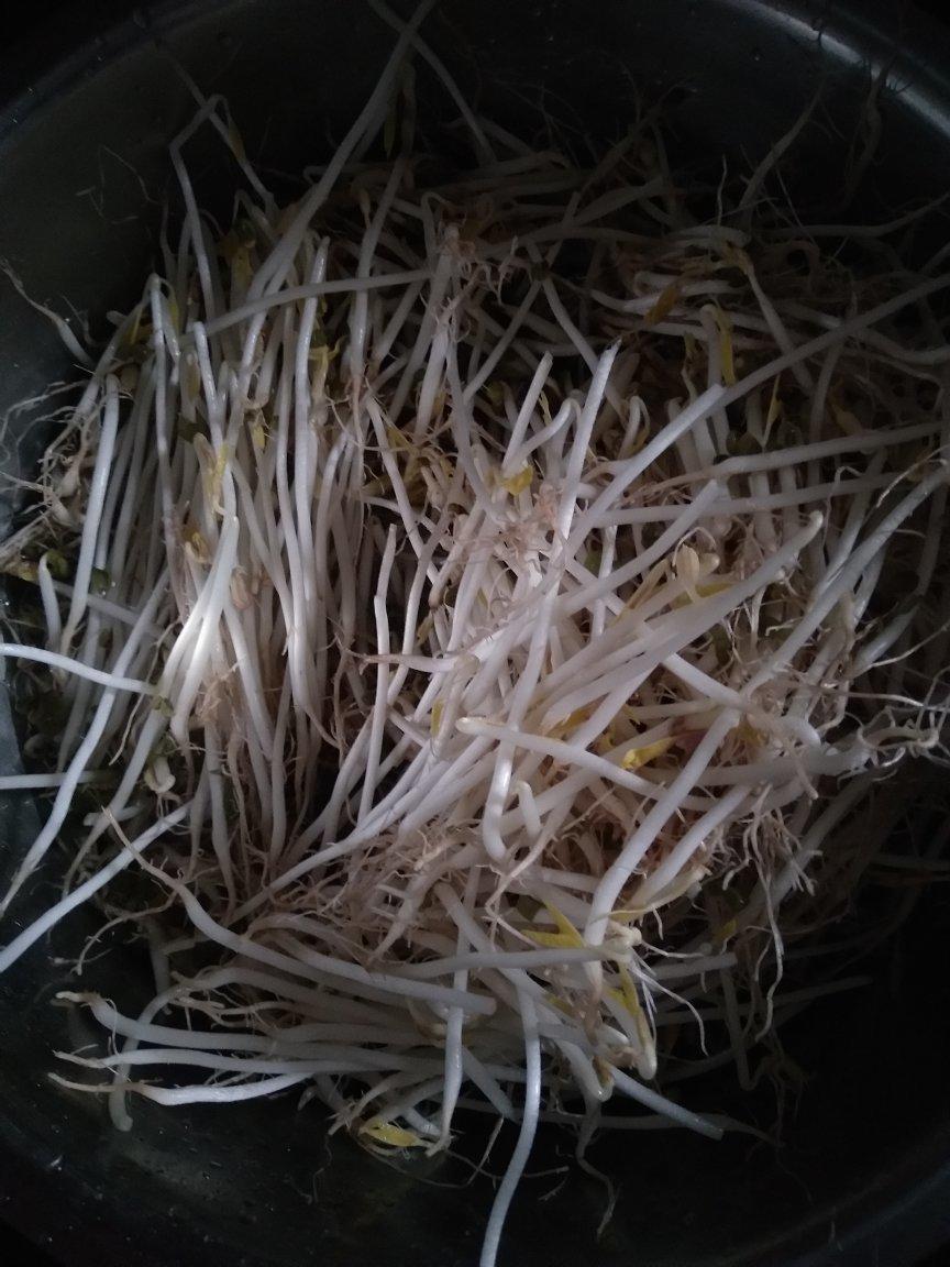 自发豆芽（可乐瓶发豆芽0失败！）