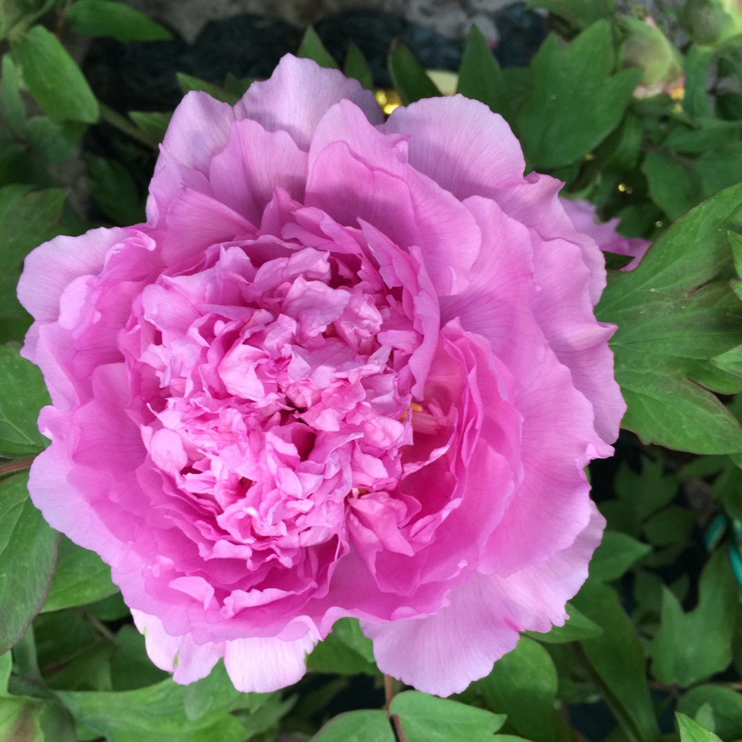 手机用户8092_v2z8