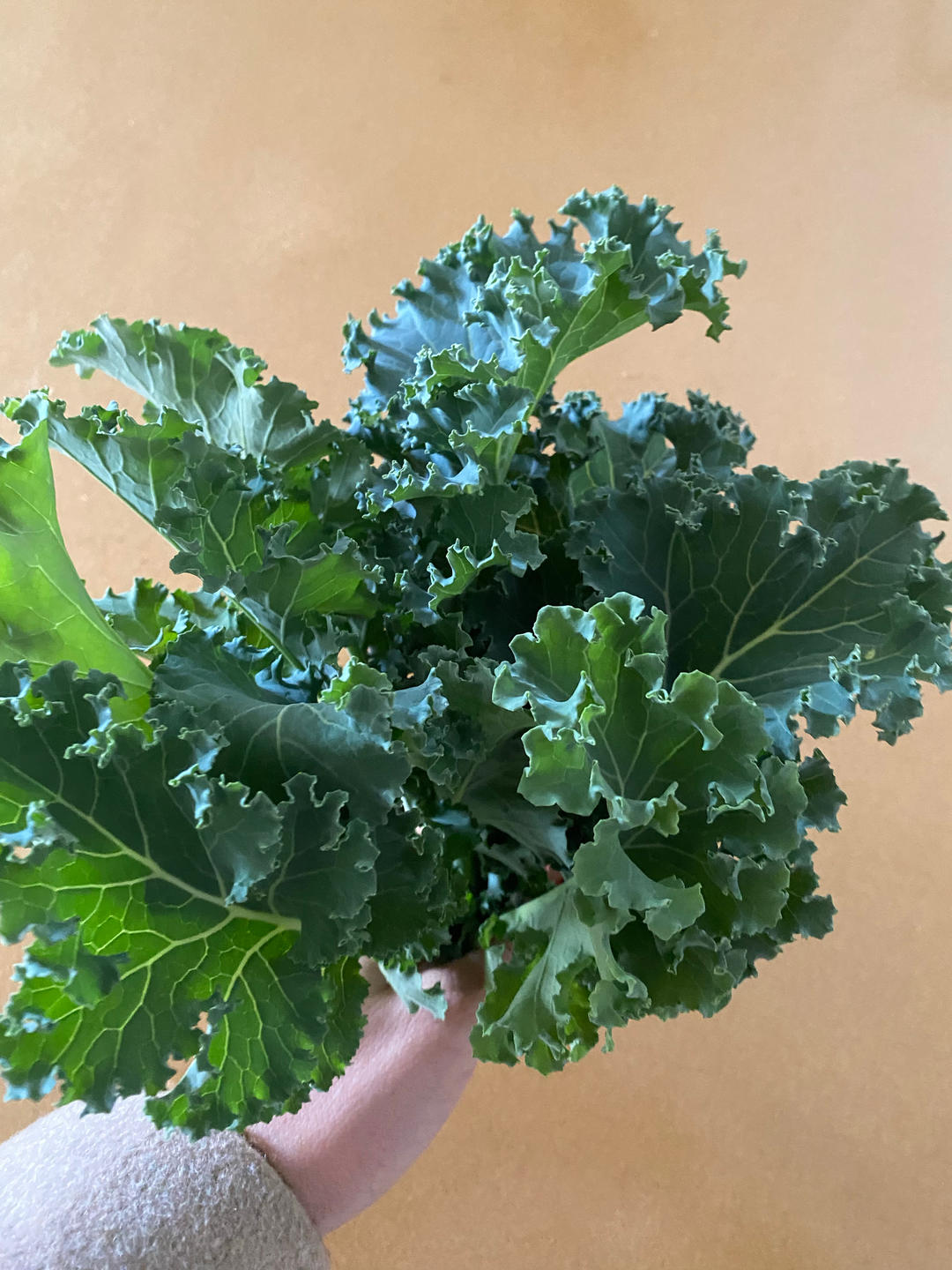 甘蓝：清炒羽衣甘蓝