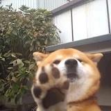 阿孟626