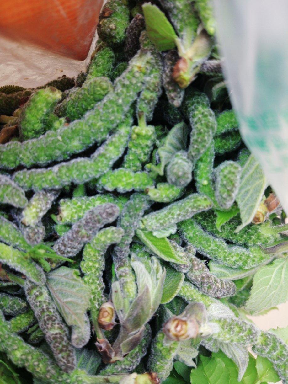 蒸菜（楮布几）楮树花