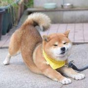 螃蟹_cram