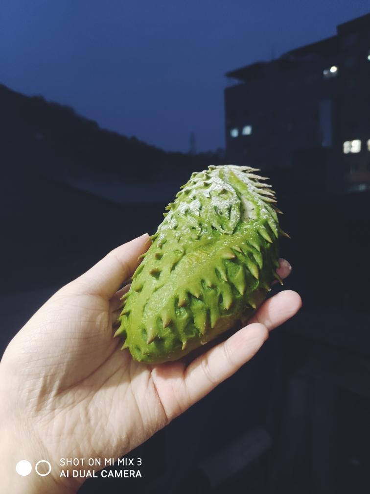 榴莲形小面包(中种法)的做法 步骤15