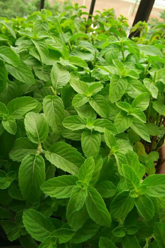 薄荷种植手册，如何把你的薄荷养到爆盆