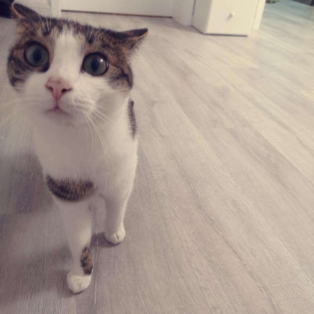 三三两两的麻麻