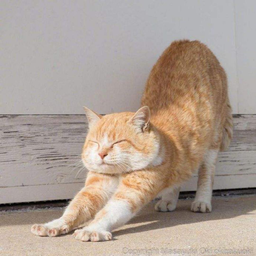 蛋挞三分甜