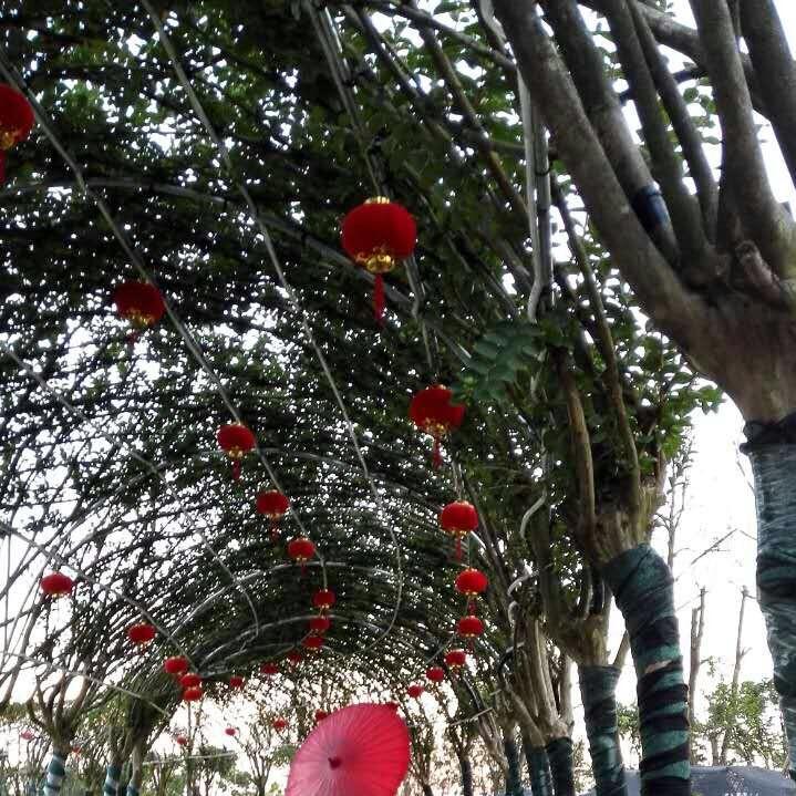 格丽雅