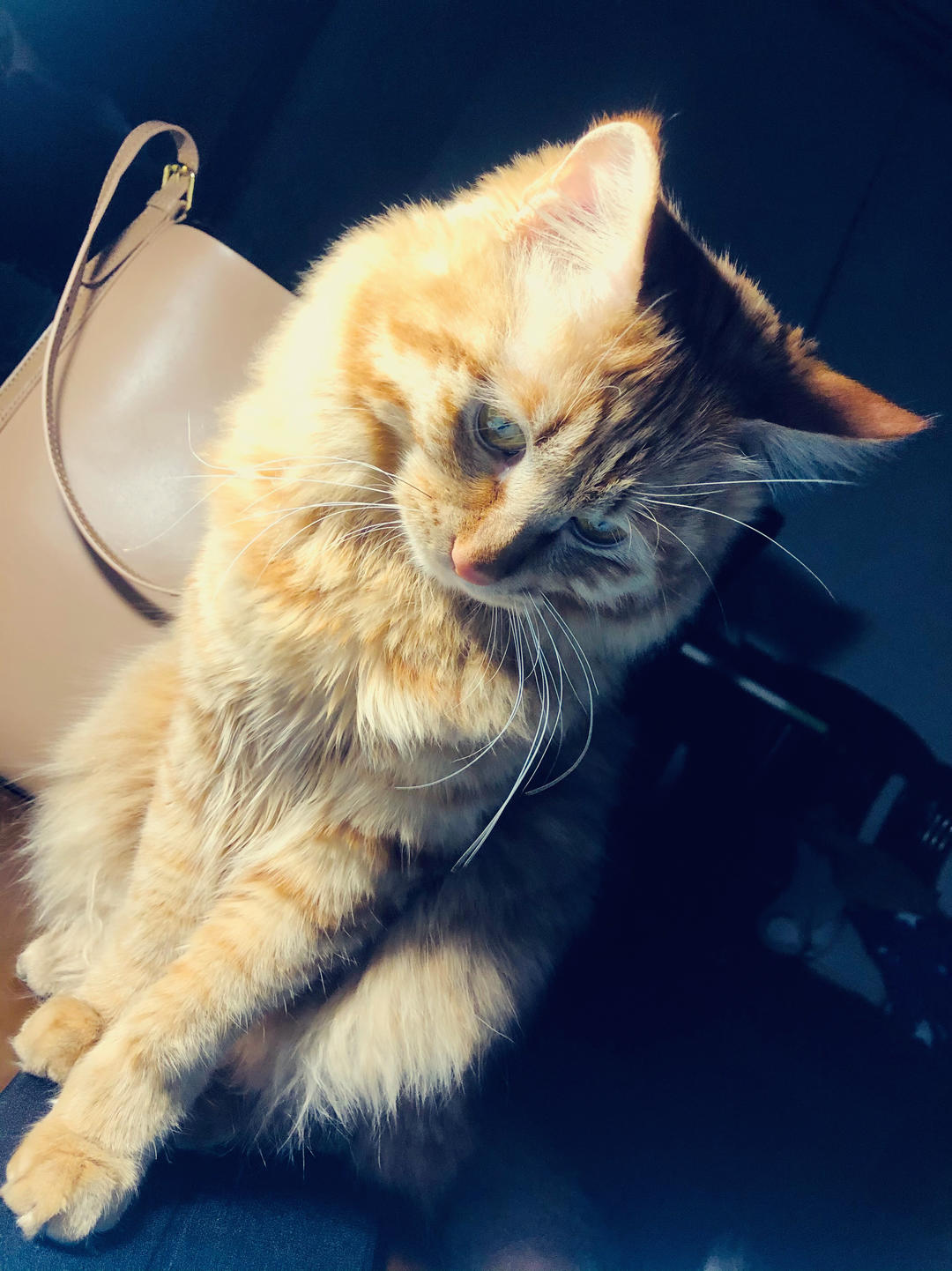 晨sun温暖了ice心