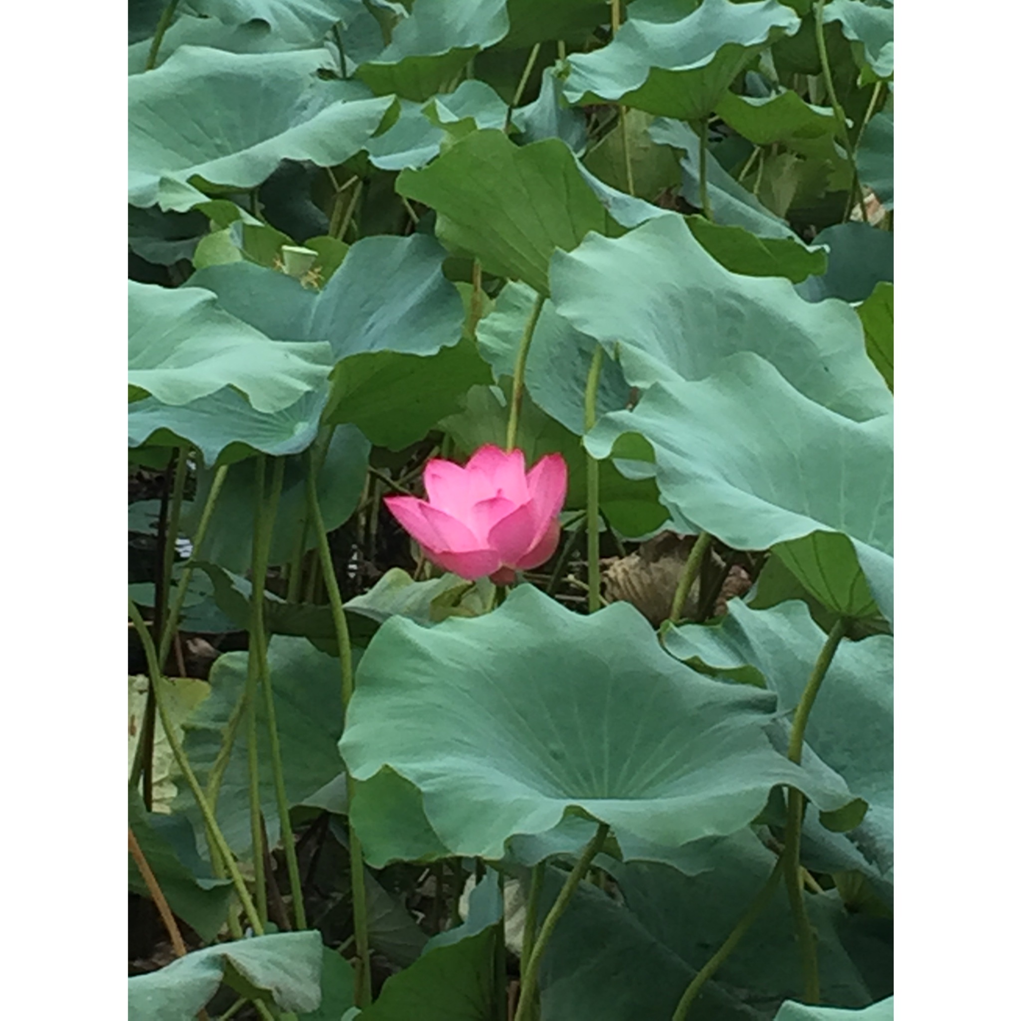 北方面粉