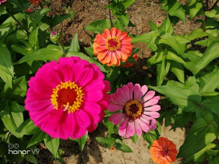 （不喜欢勿尝试 口感偏硬）少糖无油低脂全麦燕麦代餐饼干