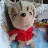 哥伦比亚大白猪