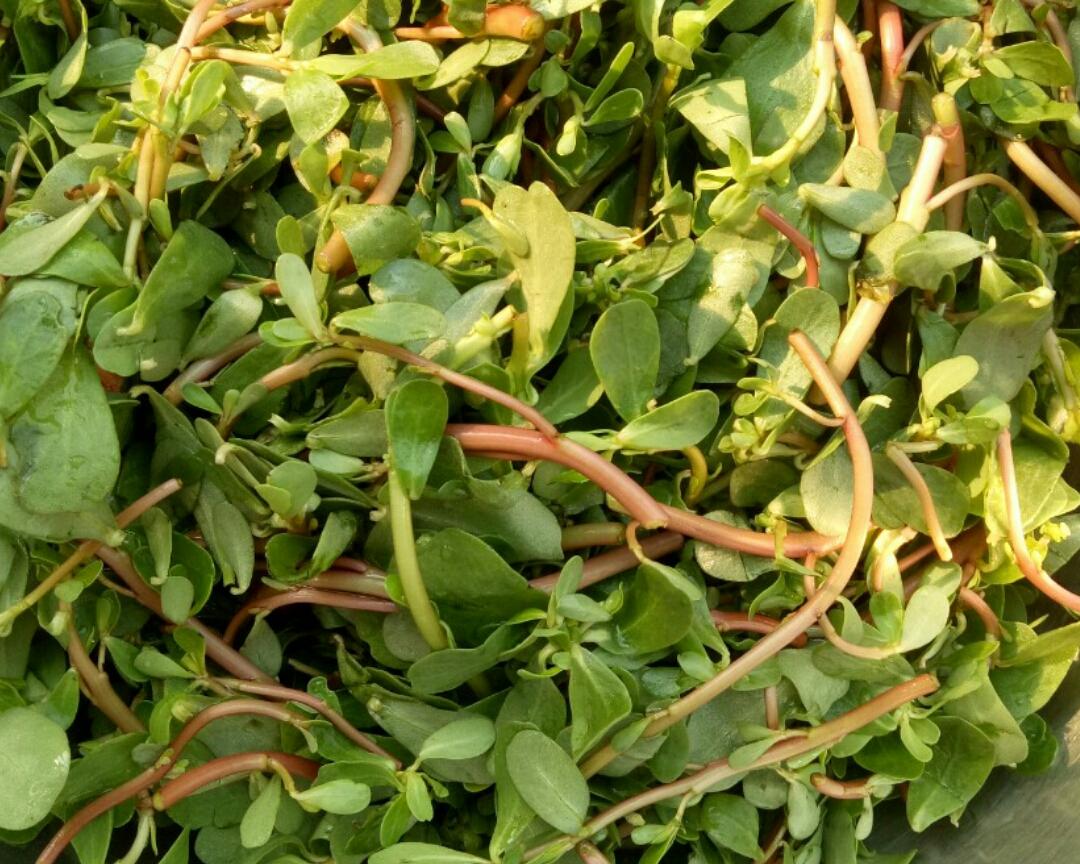 1人做过这道菜王美人2019菜地里长了很多野生的马蜂