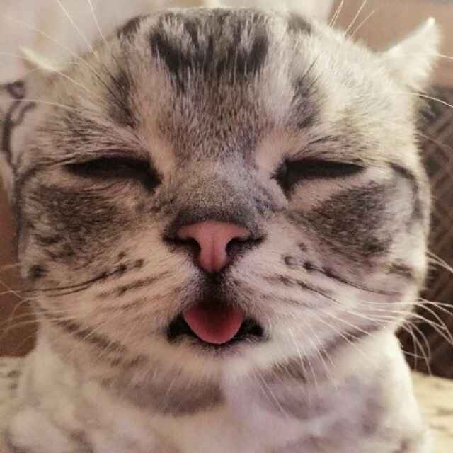 吃酸菜吧