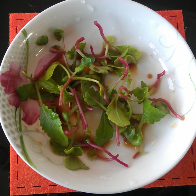 mickeym___m做的糖醋萝卜苗