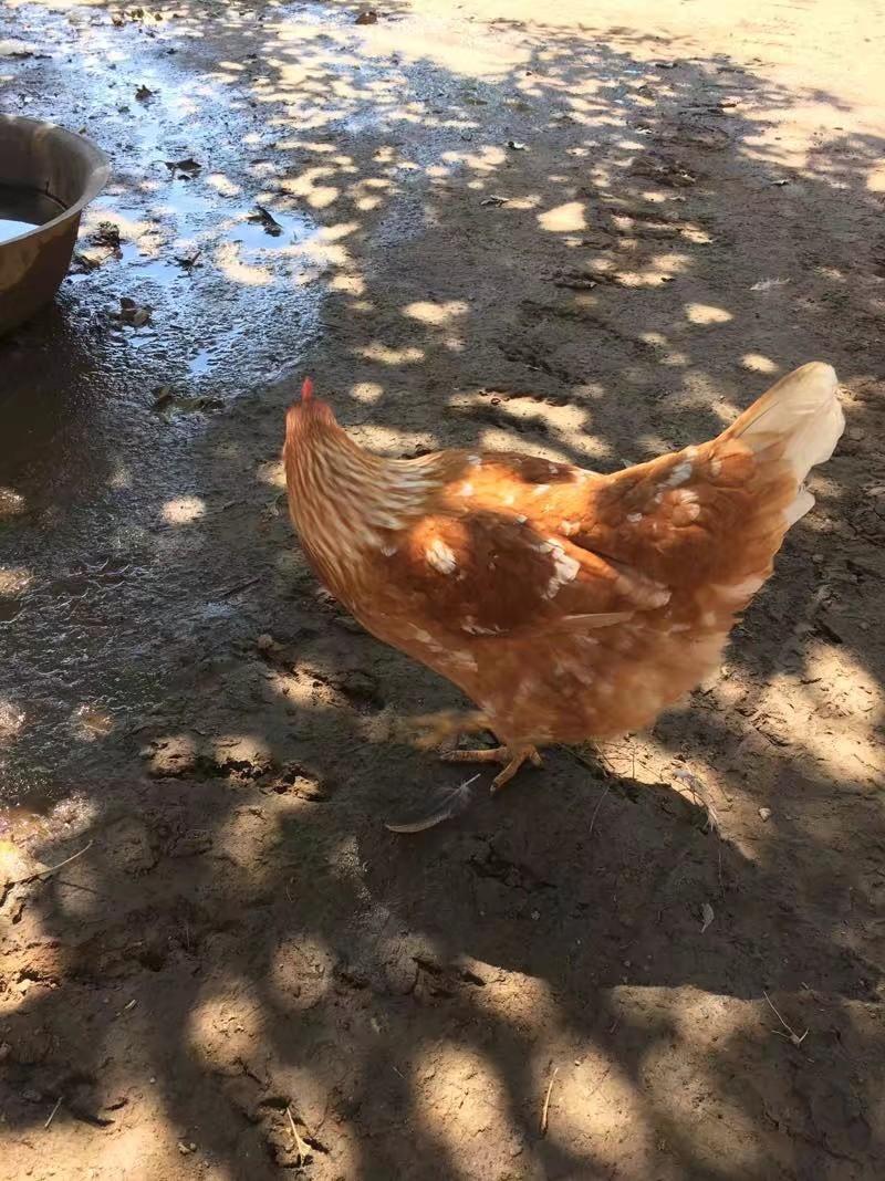 绛县大盘鸡做法的做法