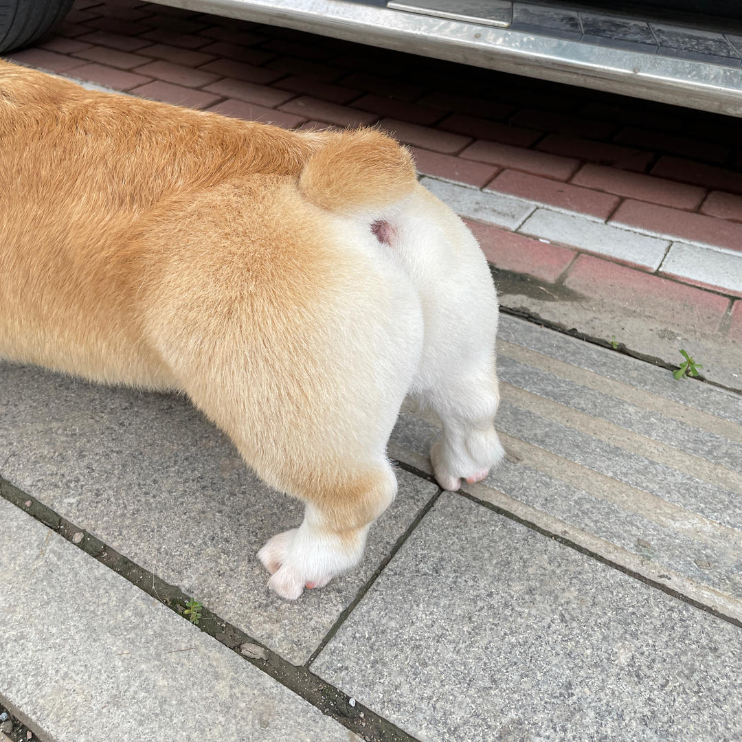 草莓味的猪猪的厨房