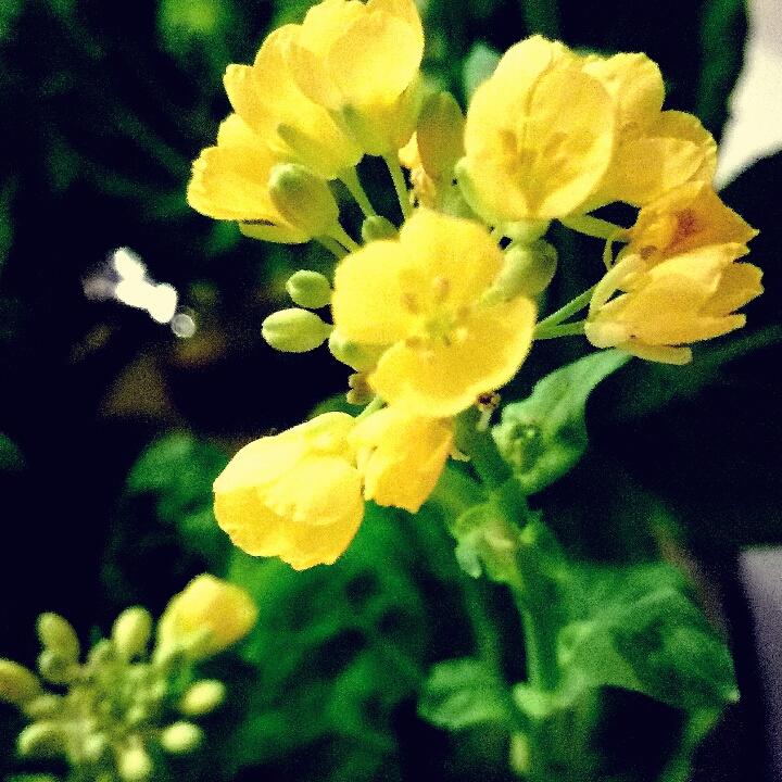 菜根菜心重生记
