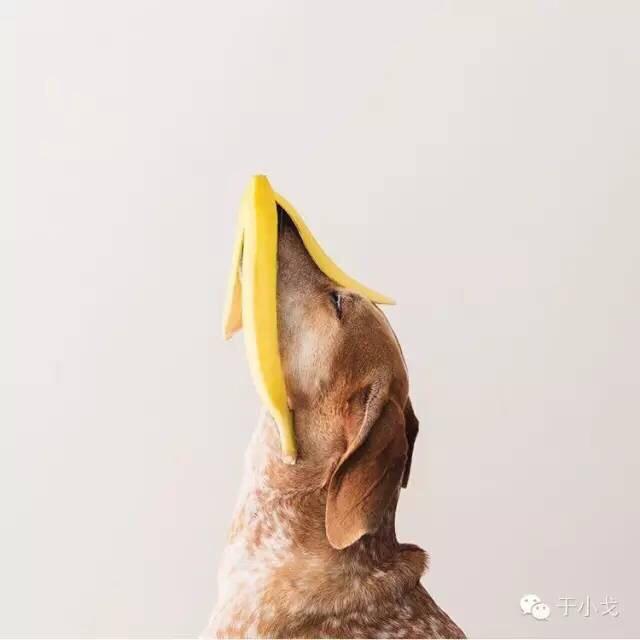 爱吃肥兔的懒猫